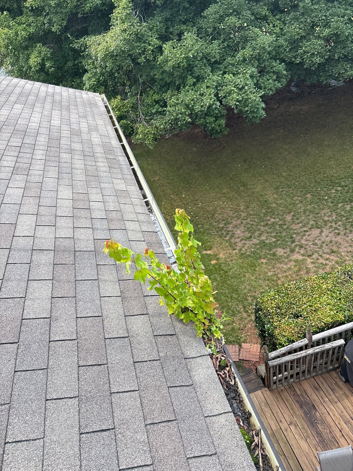 Roofline gutter debris removal and downspout flow inspection